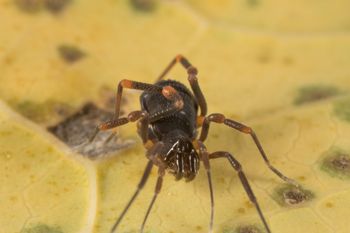 Media type: image;   Invertebrate Zoology 151528